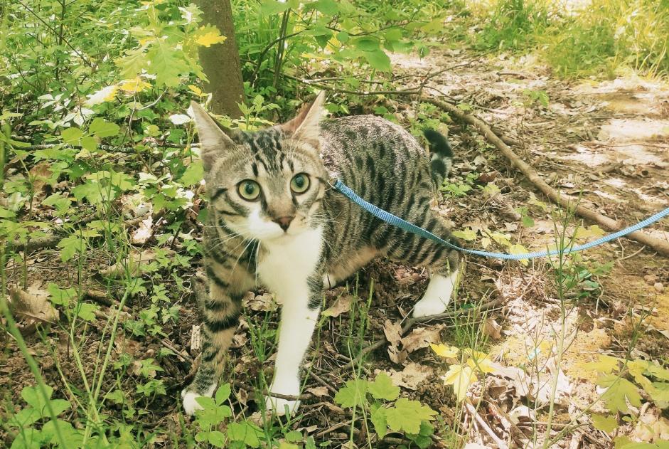 Vermisstmeldung Katze Männliche , 1 jahre Lyon Frankreich