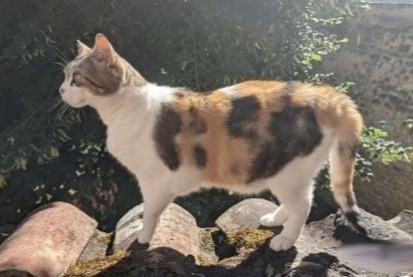 Vermisstmeldung Katze Weiblich , 11 jahre Anse Frankreich