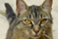 Vermisstmeldung Katze Weiblich , 6 jahre Saint-Bonnet-de-Mure Frankreich