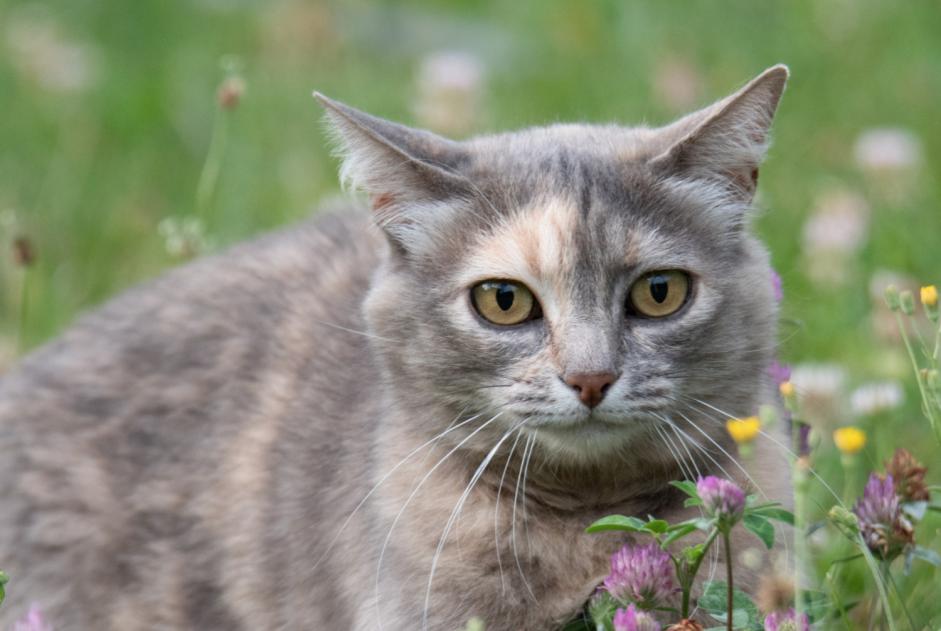 Vermisstmeldung Katze  Weiblich , 9 jahre Sainte-Foy-lès-Lyon Frankreich