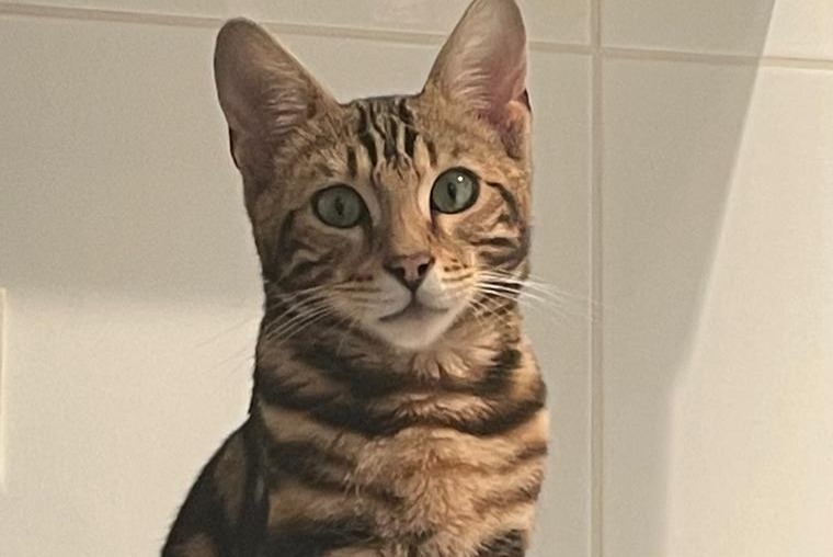 Vermisstmeldung Katze  Männliche , 1 jahre Villeurbanne Frankreich