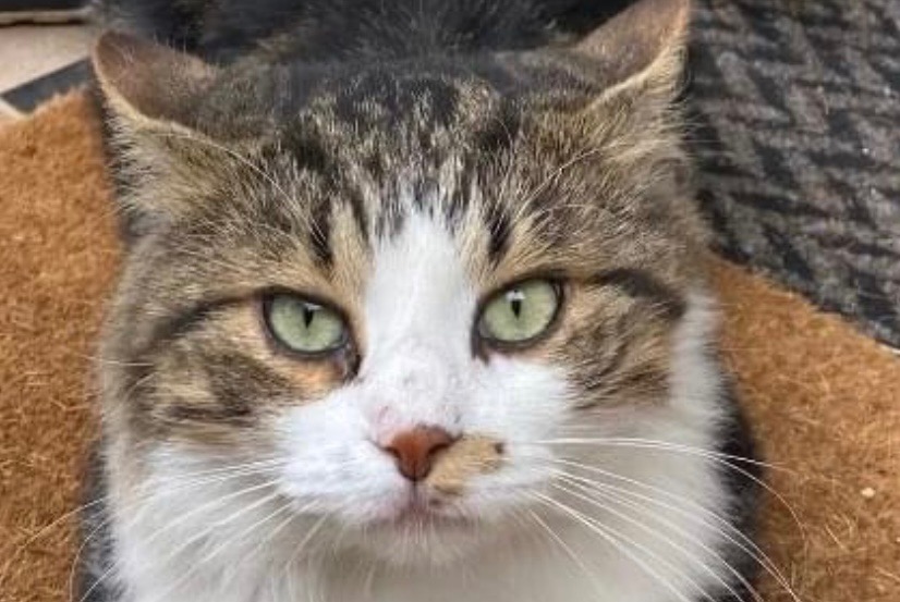 Vermisstmeldung Katze Männliche , 2 jahre Bron Frankreich
