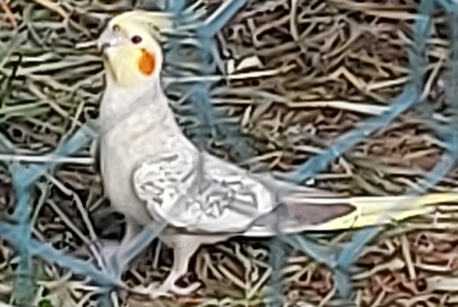 Discovery alert Bird Unknown Lyon France