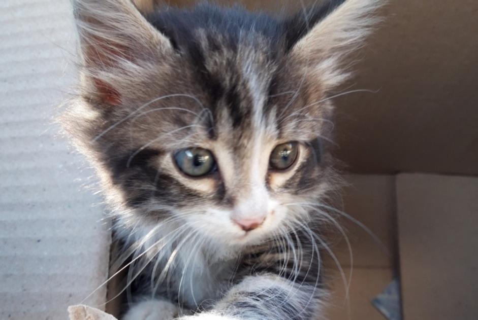Discovery alert Cat Male Meyzieu France