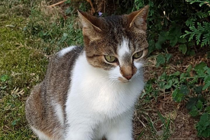 Disappearance alert Cat Female , 11 years Saint-Genis-Laval France