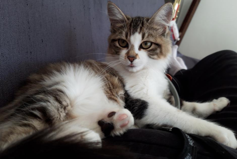 Disappearance alert Cat Female , 1 years Caluire-et-Cuire France