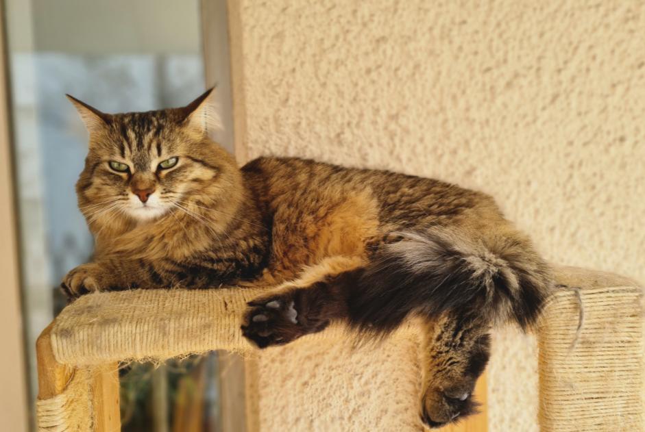 Disappearance alert Cat  Female , 5 years Lyon France