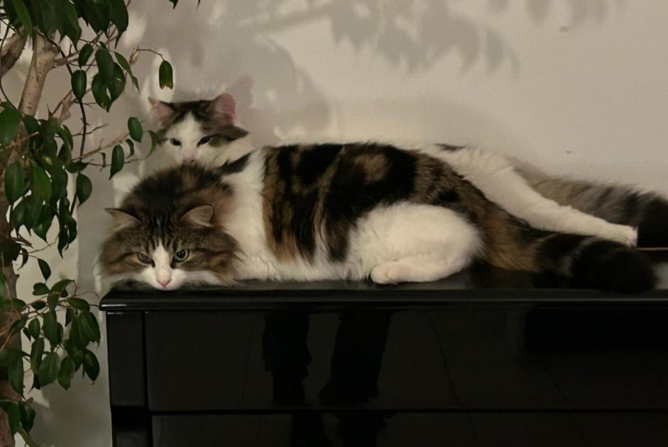 Disappearance alert Cat Female , 4 years Soucieu-en-Jarrest France