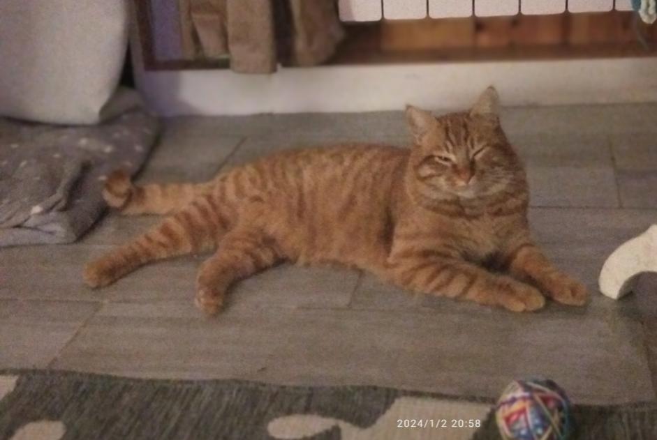 Disappearance alert Cat Male , 1 years Chambost-Longessaigne France