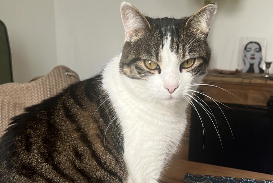 Disappearance alert Cat Female , 8 years Oullins-Pierre-Bénite France