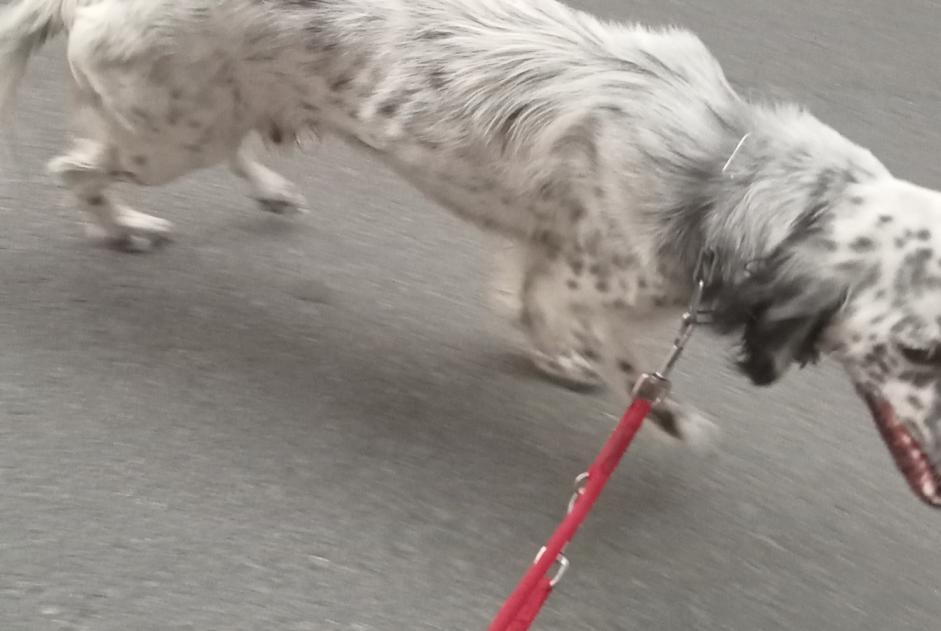 Discovery alert Dog Male Villefranche-sur-Saone France