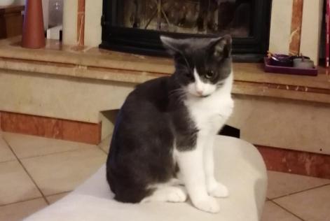 Alerta de Desaparición Gato Macho , 0 años Genas Francia