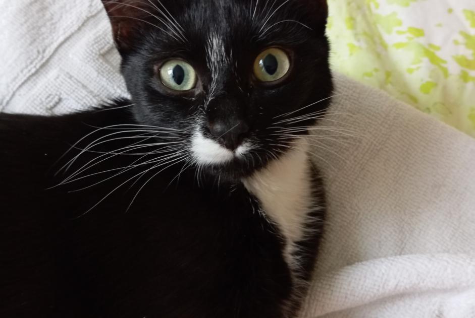 Alerta de Hallazgo Gato  Hembra Tassin-la-Demi-Lune Francia