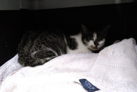 Alerta de Hallazgo Gato Desconocido Saint-Forgeux Francia