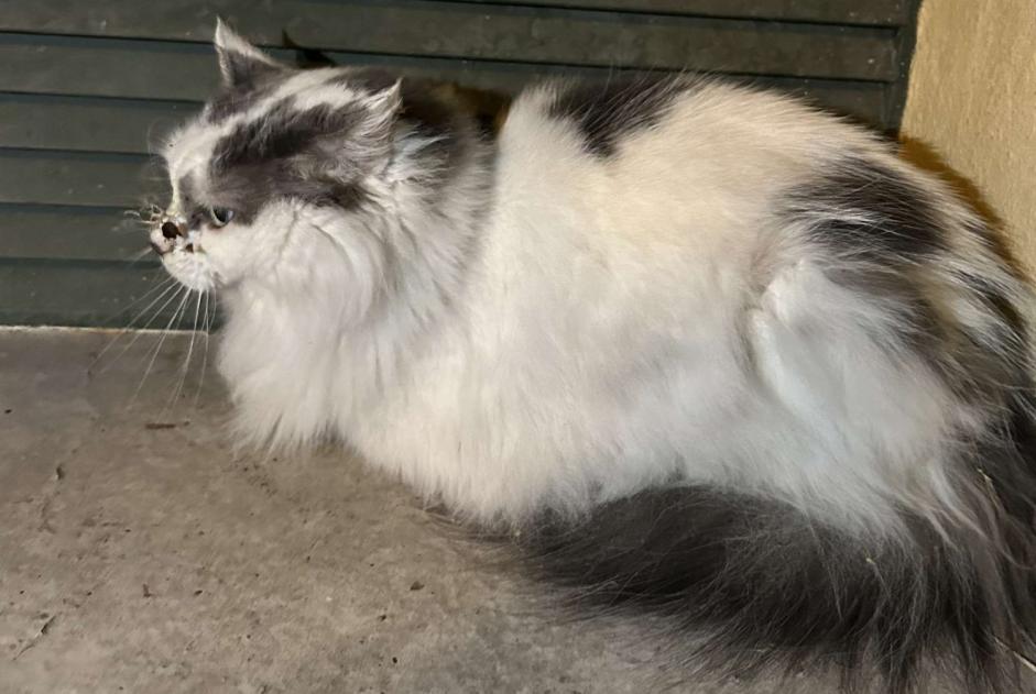 Alerta de Hallazgo Gato Desconocido Pierre-Bénite Francia