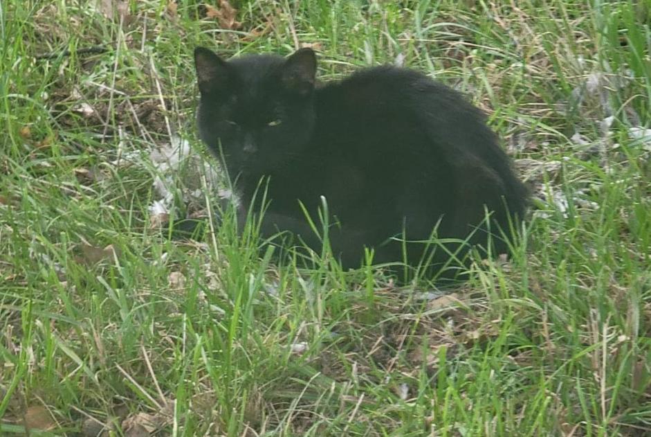 Alerta de Hallazgo Gato cruce Macho , 2 años Saint-Priest Francia