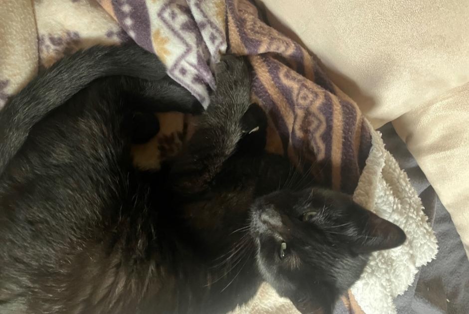 Alerta de Hallazgo Gato Hembra Saint-Romain-de-Popey Francia