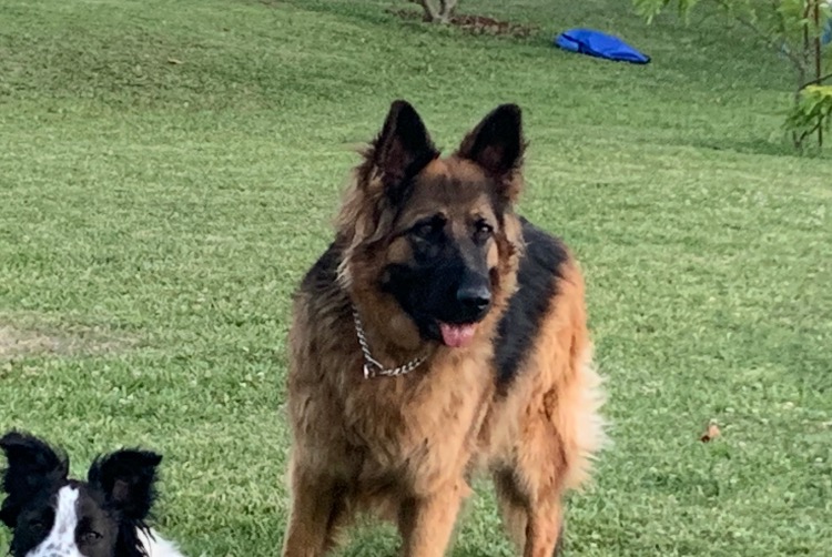 Alerta de Desaparición Perro  Hembra , 7 años Saint-Cyr-au-Mont-d'Or Francia