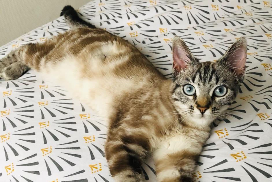 Alerte Disparition Chat Femelle , 2 ans Pierre-Bénite France Alerte Disparition Chat Femelle , 2 ans Pierre-Bénite France