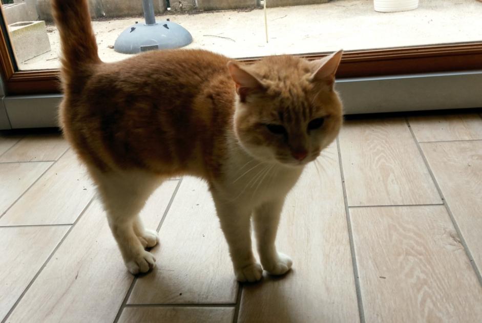 Alerte Découverte Chat Mâle Grézieu-le-Marché France