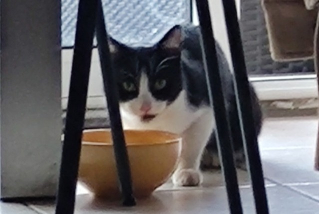 Alerte Découverte Chat Inconnu Arnas France