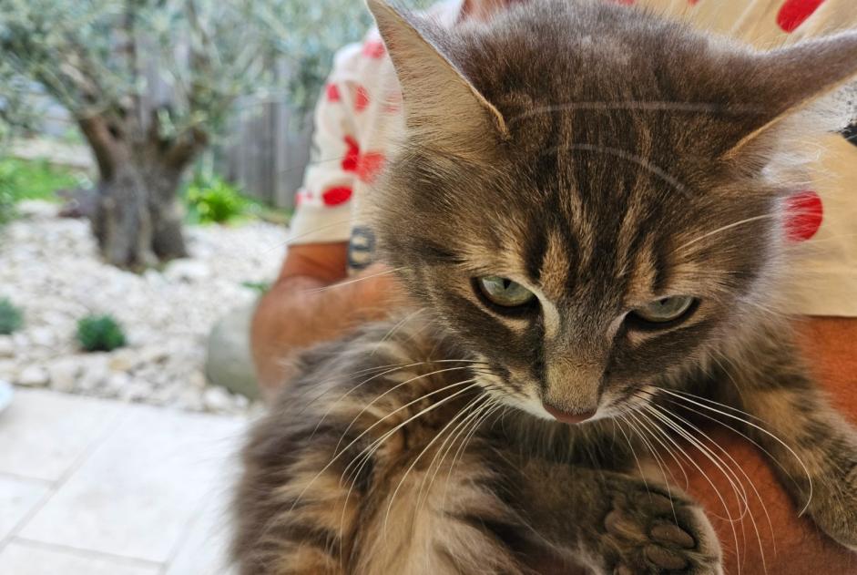Alerte Découverte Chat croisement Femelle Millery France