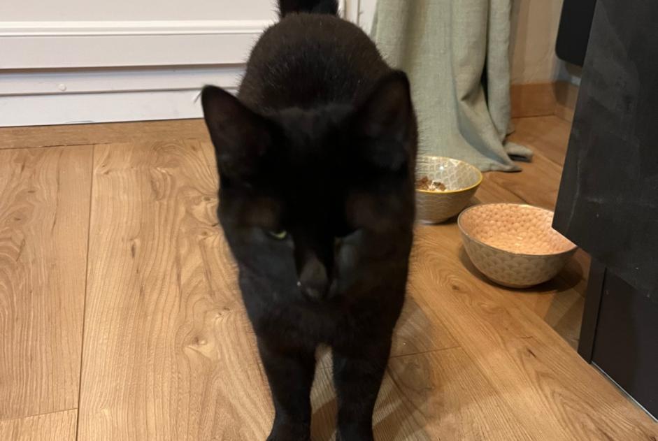 Alerte Découverte Chat croisement Inconnu Villeurbanne France