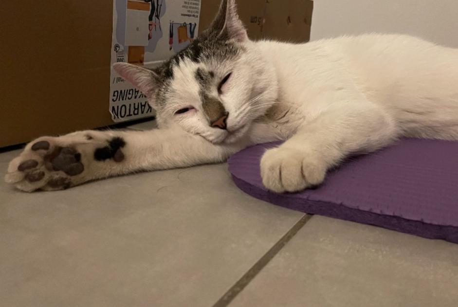 Alerte Découverte Chat Inconnu Lyon France Alerte Découverte Chat Inconnu Lyon France
