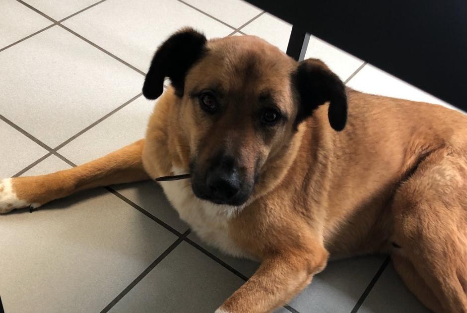 Alerte Disparition Chien croisement Mâle , 9 ans Tassin-la-Demi-Lune France Alerte Disparition Chien croisement Mâle , 9 ans Tassin-la-Demi-Lune France