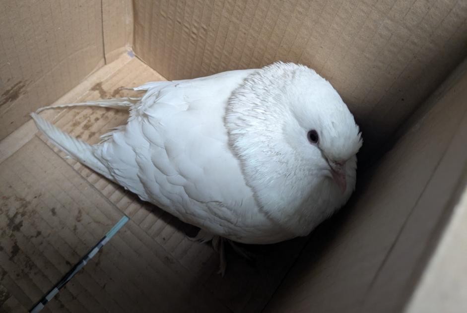 Alerte Découverte Oiseau Inconnu Villeurbanne France