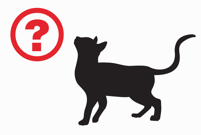Alerte Découverte Chat Inconnu Saint-Priest France Alerte Découverte Chat Inconnu Saint-Priest France
