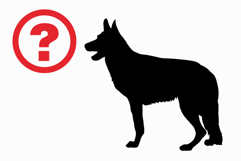 Ontdekkingsalarm Hond  Onbekend Lucenay Frankrijk
