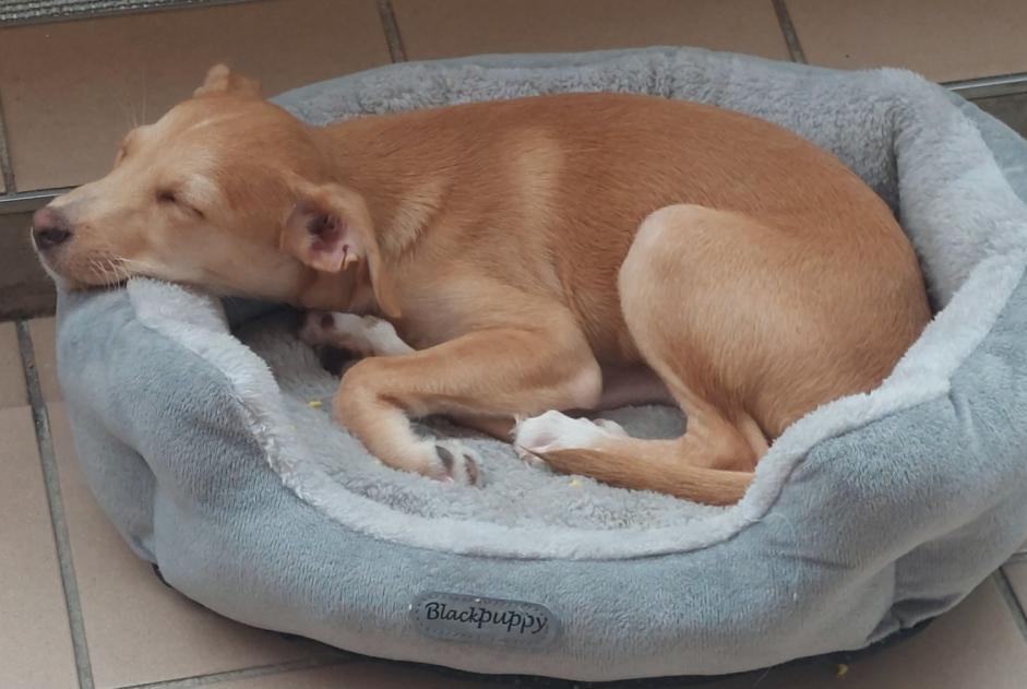 Avviso scomparsa Cane Maschio , 0 anni Saint-Fons Francia