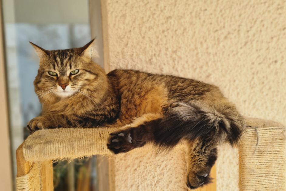 Avviso scomparsa Gatto  Femmina , 4 anni Lyon Francia