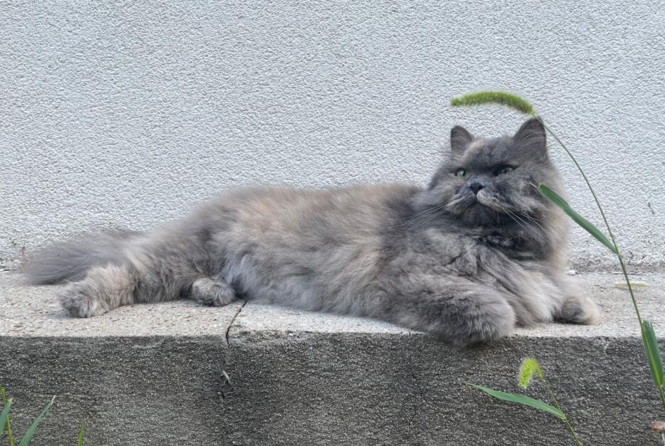 Avviso scomparsa Gatto  Femmina , 4 anni Lyon Francia