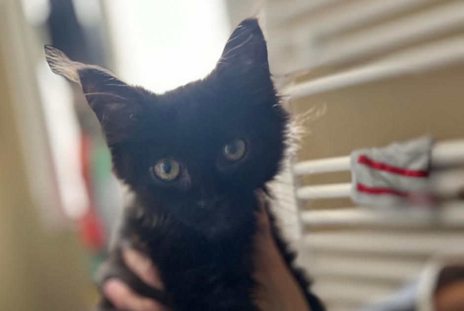 Avviso scomparsa Gatto incrocio di razze Maschio , 0 anni Charly Francia