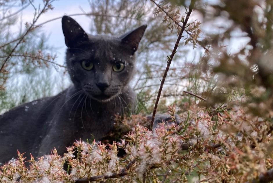 Avviso scomparsa Gatto incrocio di razze Femmina , 4 anni Simandres Francia