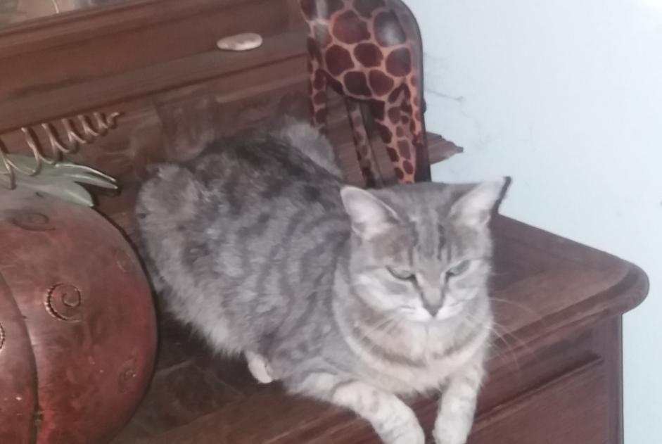 Avviso scomparsa Gatto incrocio di razze Femmina , 3 anni Amplepuis Francia