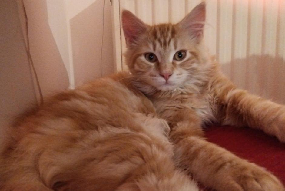 Avviso scomparsa Gatto incrocio di razze Maschio , 1 anni Villeurbanne Francia