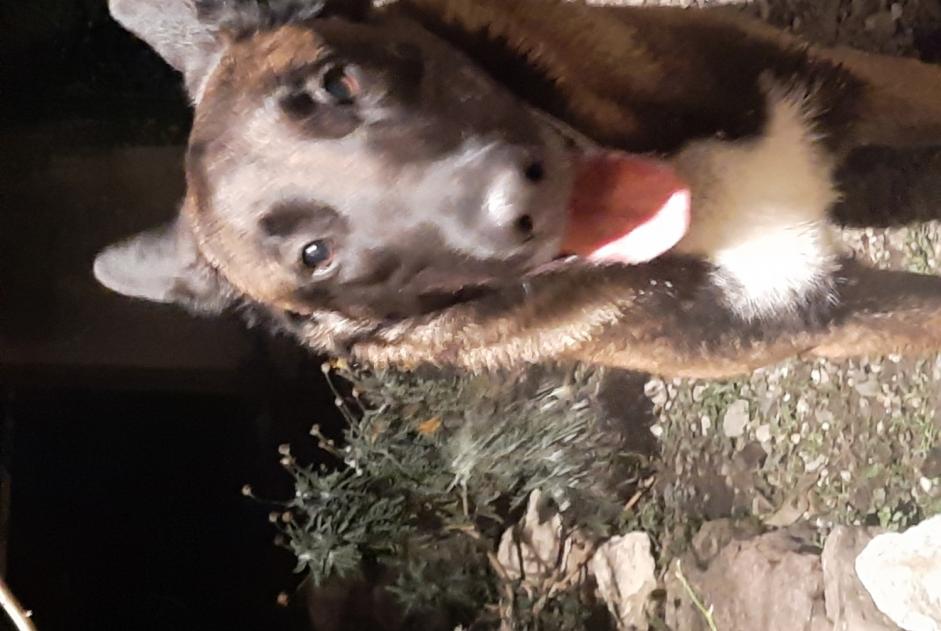 Ontdekkingsalarm Hond rassenvermenging Mannetje Craponne Frankrijk
