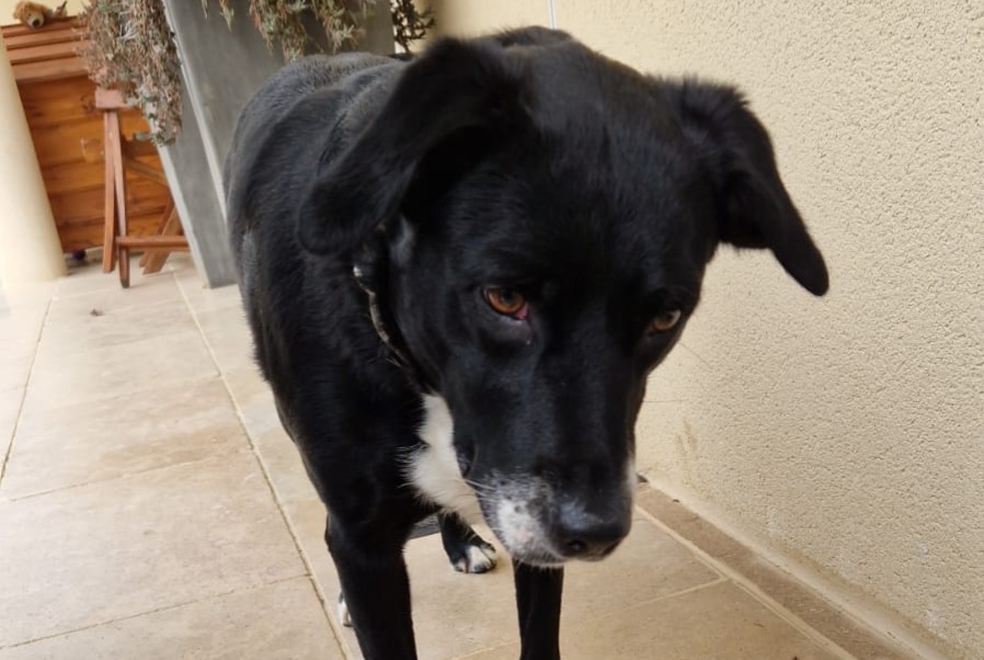 Ontdekkingsalarm Hond rassenvermenging Vrouwtje Saint-Bonnet-de-Mure Frankrijk