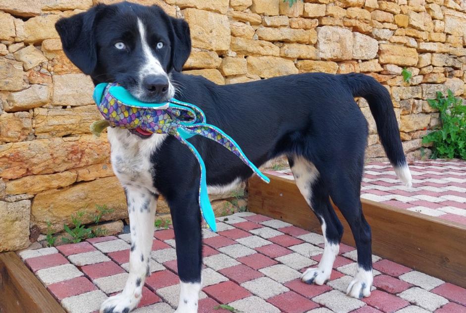 Ontdekkingsalarm Hond rassenvermenging Vrouwtje , 1 jaar Porte des Pierres Dorées Frankrijk