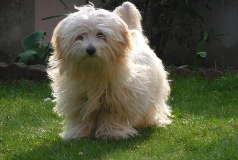Verdwijningsalarm Hond rassenvermenging Vrouwtje , 13 jaar Rennes Frankrijk