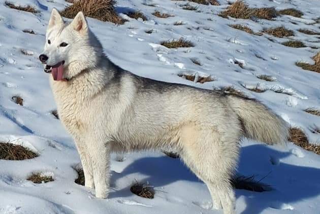 Verdwijningsalarm Hond  Vrouwtje , 9 jaar Vindry-sur-Turdine Frankrijk