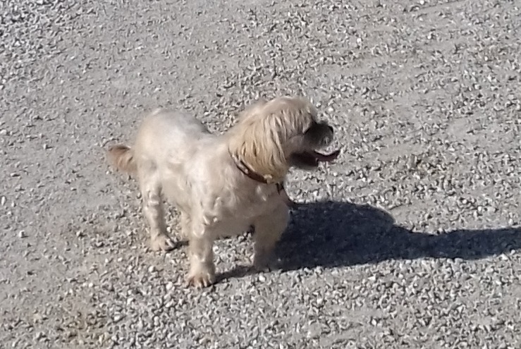 Verdwijningsalarm Hond  Mannetje , 14 jaar Jonage Frankrijk