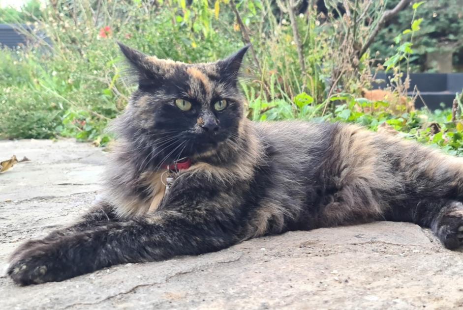 Verdwijningsalarm Kat  Vrouwtje , 3 jaar Genas Frankrijk