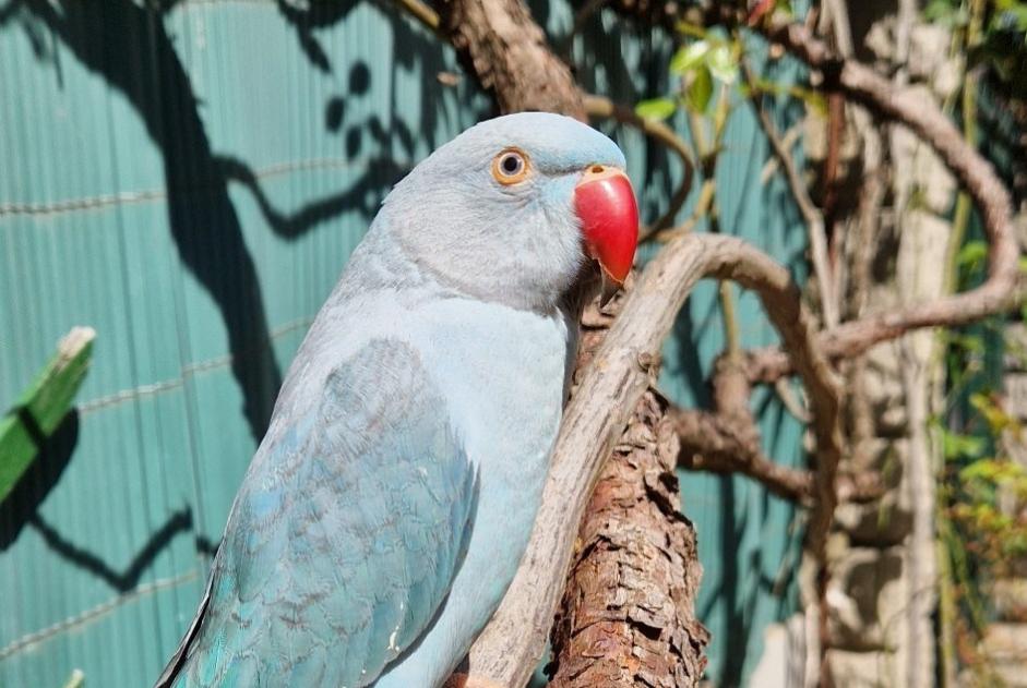 Verdwijningsalarm Vogel Mannetje , 2023 jaar Bron Frankrijk