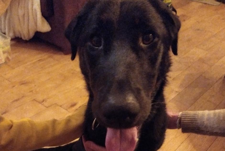 Alerta descoberta Cão cruzamento Fêmea Saint-Symphorien-sur-Coise France