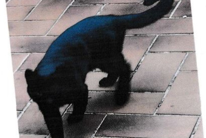 Alerta desaparecimento Gato  Macho , 3 anos Vernaison France